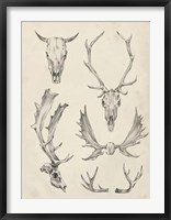 Skull & Antler Study II Framed Print