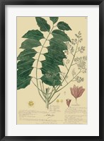 Descubes Tropical Botanical III Framed Print