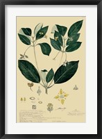 Descubes Tropical Botanical IV Framed Print