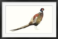 Framed Watercolor Pheasant I