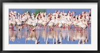 Framed Lesser Flamingo, Lake Nakuru, Kenya