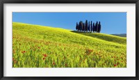 Framed Cypress and Corn Field, Tuscany, Italy