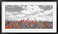 Framed Poppies in Corn Field, Bavaria, Germany