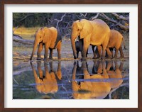 Framed African Elephants, Okavango, Botswana