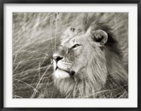 Framed African Lion, Masai Mara, Kenya 1