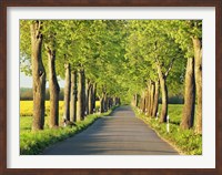 Framed Lime Tree Alley, Mecklenburg Lake District, Germany 1