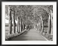 Framed Lime Tree Alley, Mecklenburg Lake District, Germany 2