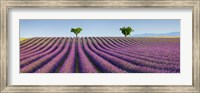 Framed Lavender Field, Provence, France