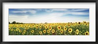Framed Sunflower Field, Plateau Valensole, Provence, France