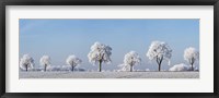 Framed Alley Tree With Frost, Bavaria, Germany