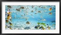 Framed Fish and sharks in Bora Bora lagoon