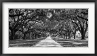 Framed Tree Lined Plantation Entrance,  South Carolina