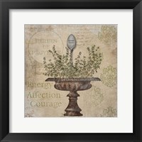 French Thyme Framed Print