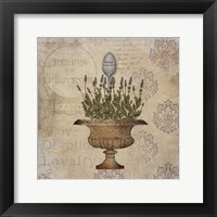 French Lavender Framed Print