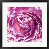 Framed Ranunculus Abstract IV Color