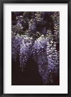 Framed Wisteria Cascade II