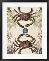 Antiquarian Menagerie - Crab Framed Print