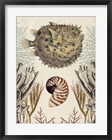 Antiquarian Menagerie - Puffer Fish Framed Print