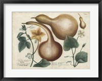 Exotic Weinmann Botanical I Framed Print