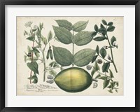 Exotic Weinmann Botanical II Framed Print