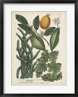 Framed Exotic Weinmann Botanical III