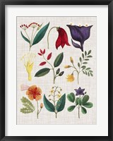 Floral Assemblage IV Framed Print
