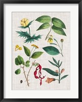 Floral Assemblage VI Framed Print