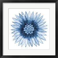 Framed Blue Daisy