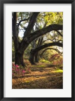 Framed Under the Live Oaks II