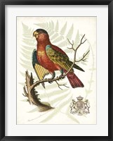 Regal Parrots II Framed Print