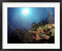 Framed Gorgonian Sea Fans on Cayman's North Wall, Grand Cayman