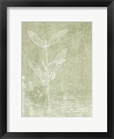 Essential Botanicals IV Framed Print