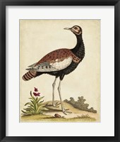 Framed Antique Bird Menagerie IX