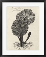 Thornton Succulents II Framed Print
