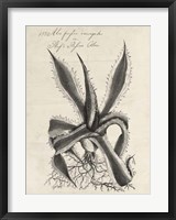 Thornton Succulents III Framed Print
