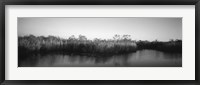 Framed Tall grass at the lakeside, Anhinga Trail, Everglades National Park, Florida