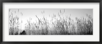 Framed Tall grass in a national park, Grand Teton National Park, Wyoming