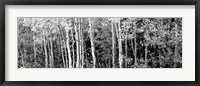Framed Aspen and Black Hawthorn trees in a forest, Grand Teton National Park, Wyoming BW