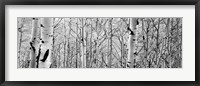 Framed Aspen trees in a forest BW