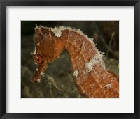 Framed Close-up view of an Orange Seahorse