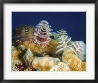 Framed Multiple Christmas Tree worms, Curacao