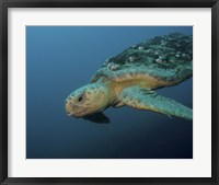 Framed Loggerhead Sea Turtle off the coast of North Carolina
