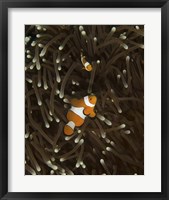 Framed Pair of Anemonefish, Manado, Indonesia