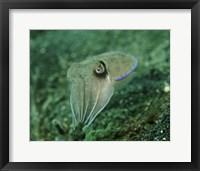 Framed Golden Cuttlefish, Lembeh Strait, Indonesia