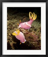 Framed Pair of pink Nudibranchs, Lembeh Strait, Indonesia