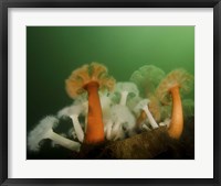 Framed Plumose Anemone in Puget Sound in Seattle