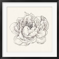 Pen and Ink Florals V Framed Print