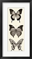 Framed Butterfly BW Panel I