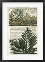 Journal of the Tropics II Framed Print