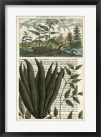 Journal of the Tropics III Framed Print